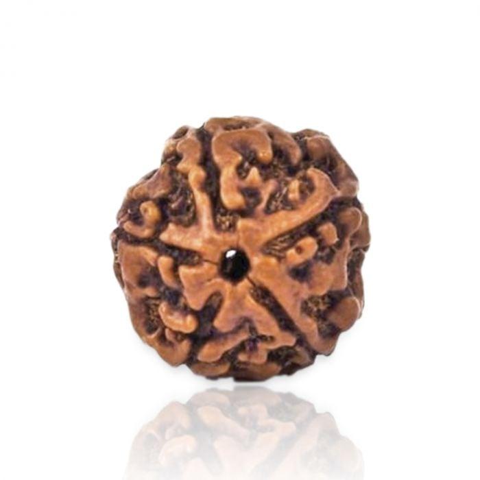 Nepali 5 Mukhi Rudraksha Big size