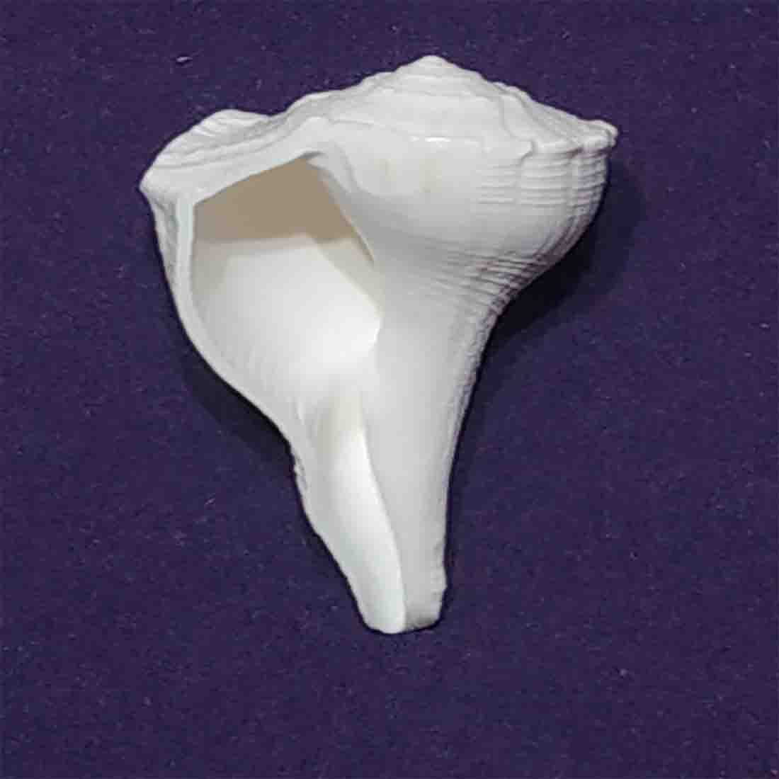 Siddha Dakshinavarti laghu Shankh (Conch)