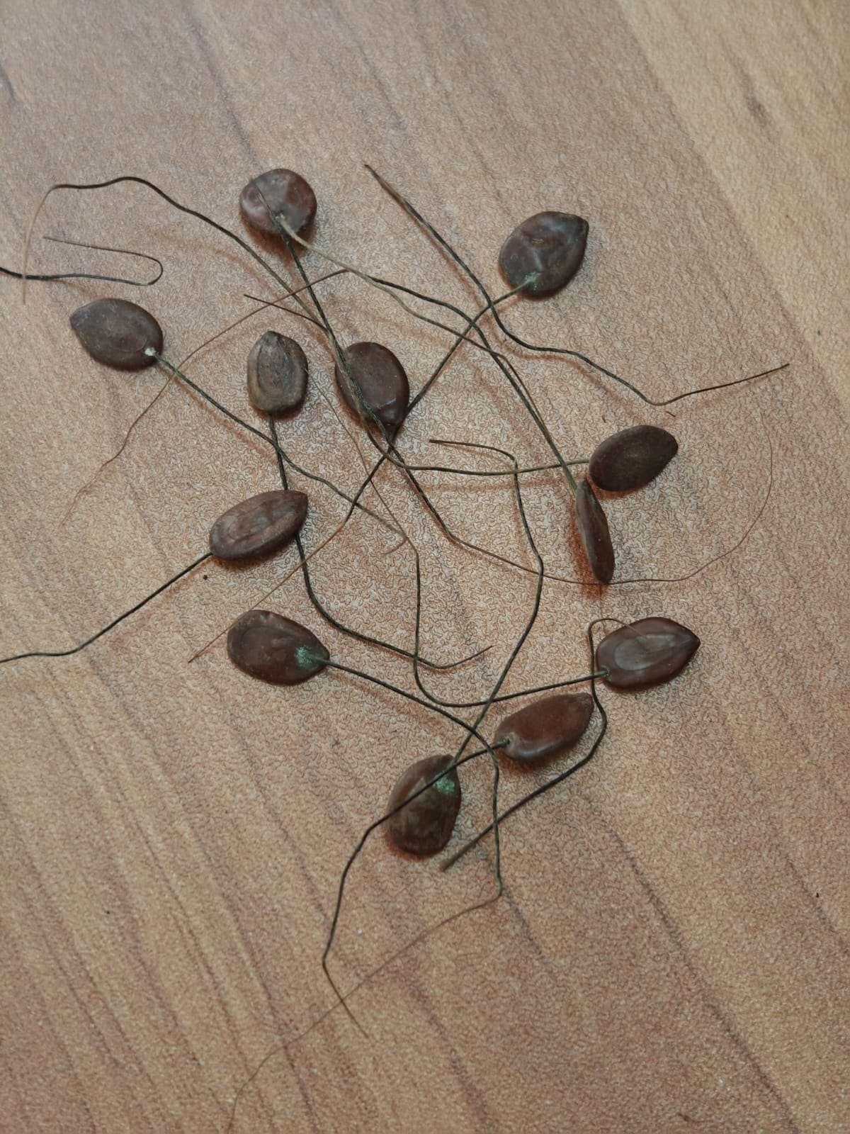 Most RAREST Abhimantrit Maha Moni jadi ( Male - female pair )