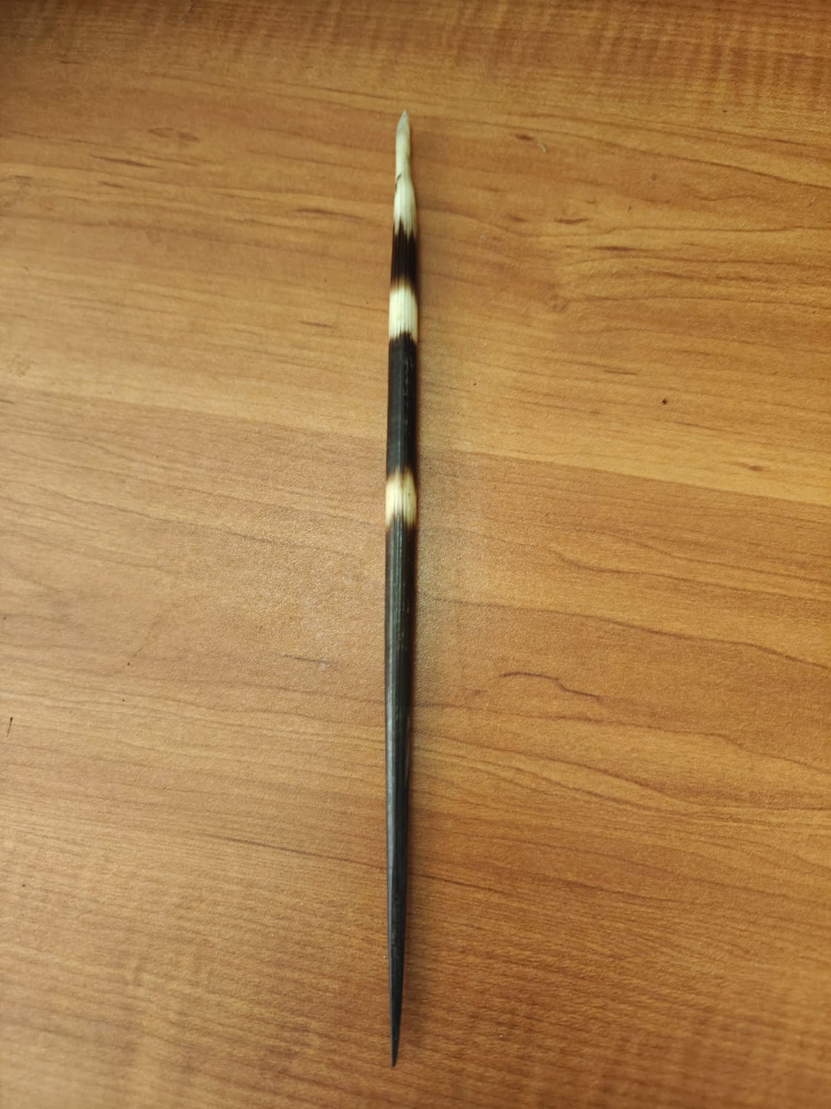 RAREST Abhimantrit Sahi Ka Kanta | शाही का कांटा | साही का कांटा | Original & Natural Porcupine Quills
9 Inch