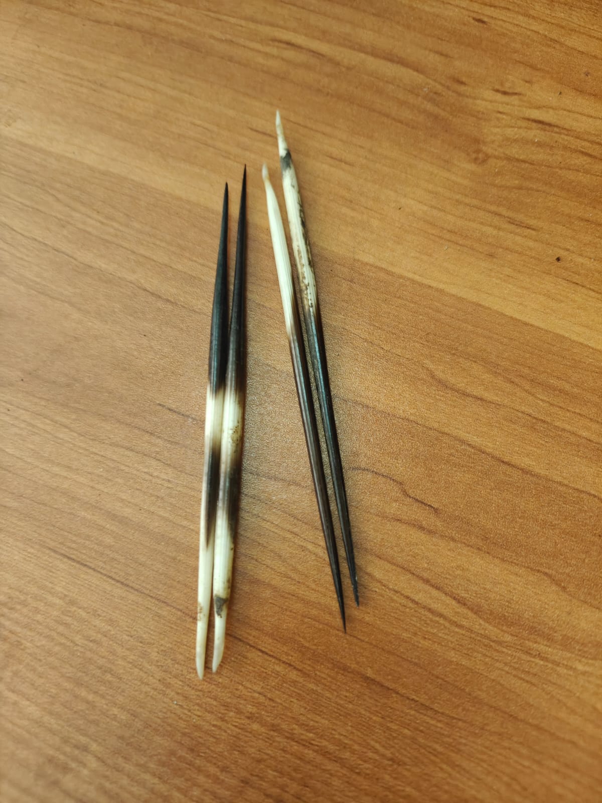 Abhimantrit Sahi Ka Kanta |Original & Natural Porcupine Quills 5 Inch