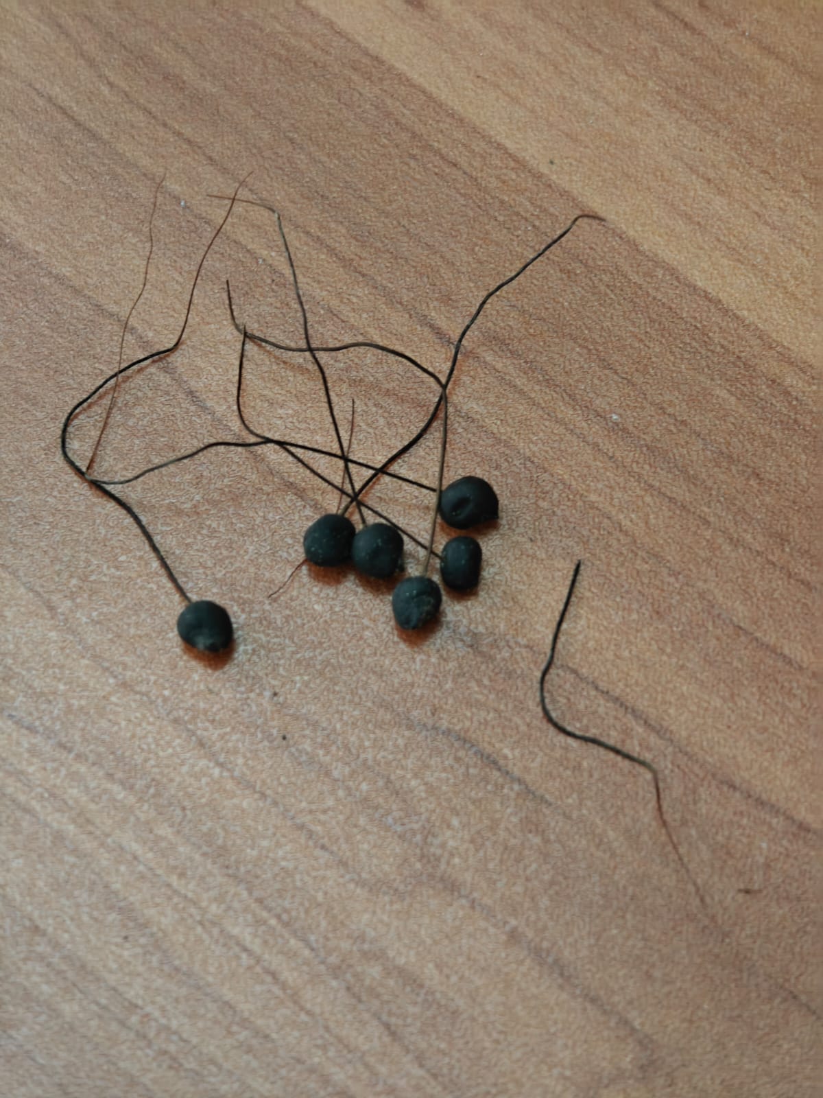 RAREST ABHIMANTRIT KALI MAHA MOHINI (Male - Female Pair )