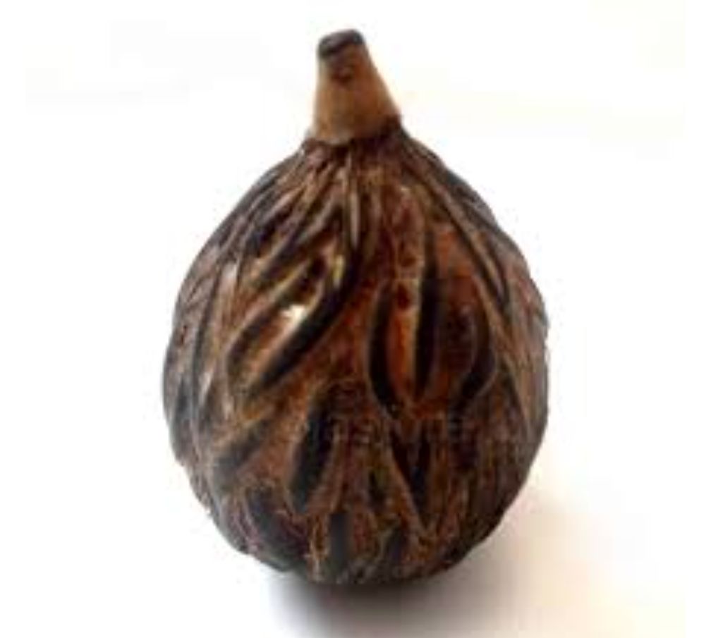 Shivnainka Siddha Vishnu Nariyal / Badri Nariyal Icchapurti Nariyal