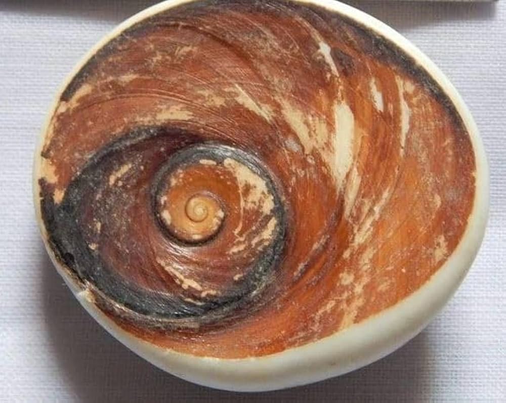 Original Siddha Maharaja Gomti Chakra