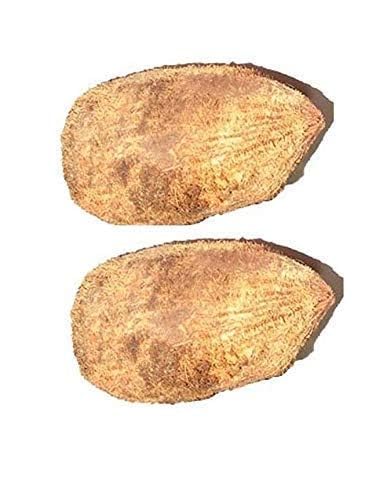 Siddha Rajasic Vidhi Siddha Ekakshi Nariyal ( Samudari nariyal )