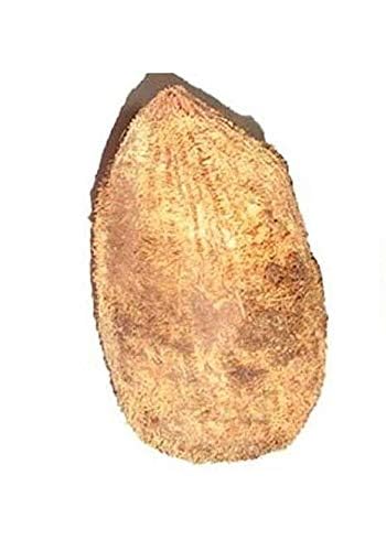 Siddha Rajasic Vidhi Siddha Ekakshi Nariyal ( Samudari nariyal )