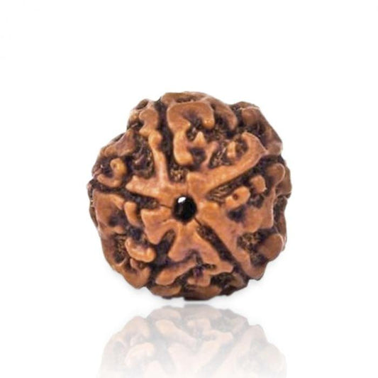 Nepali 5 Mukhi Rudraksha Big size