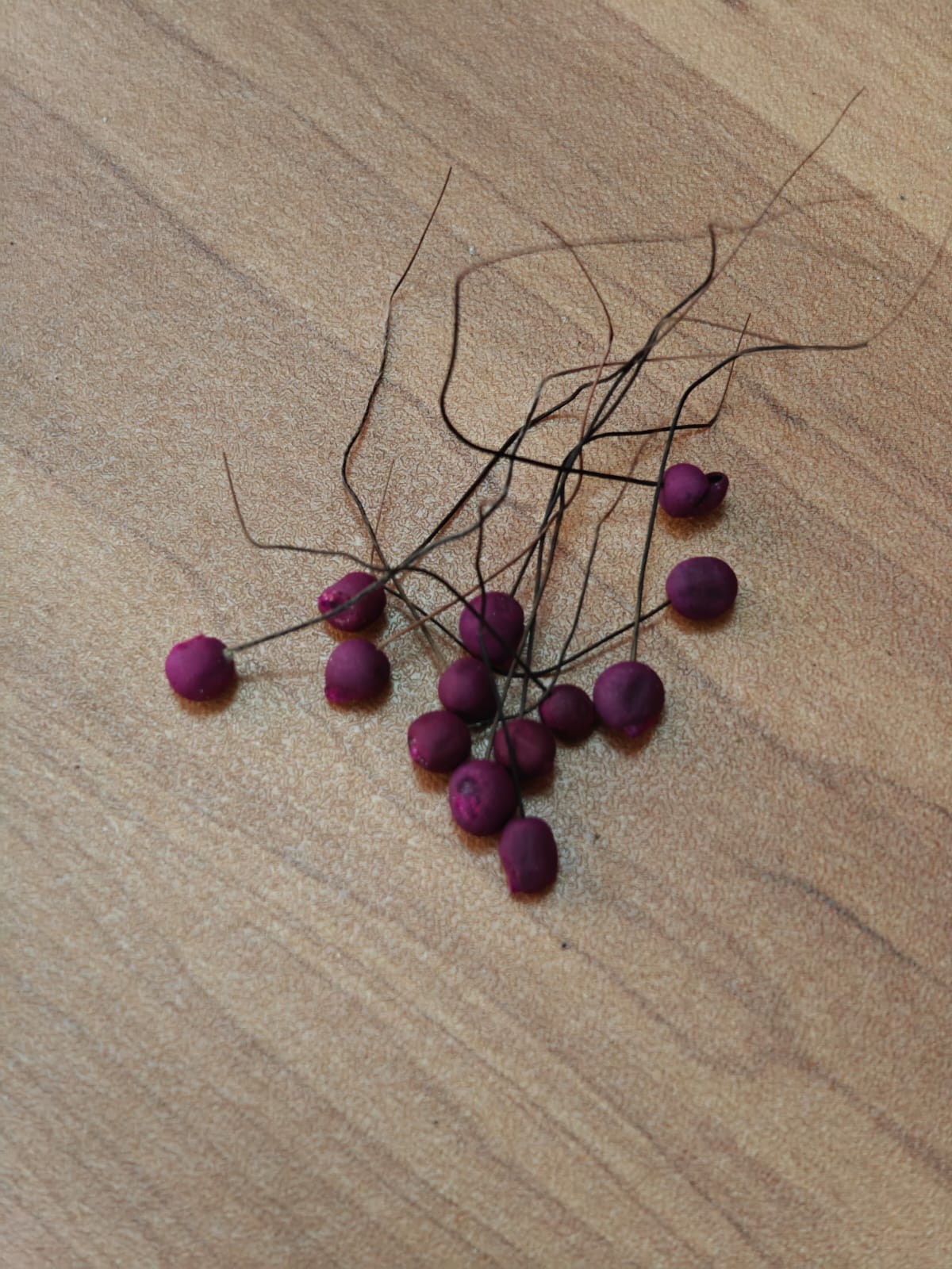 RAREST ABHIMANTRIT RAKT Mohini jadi Male - female pair