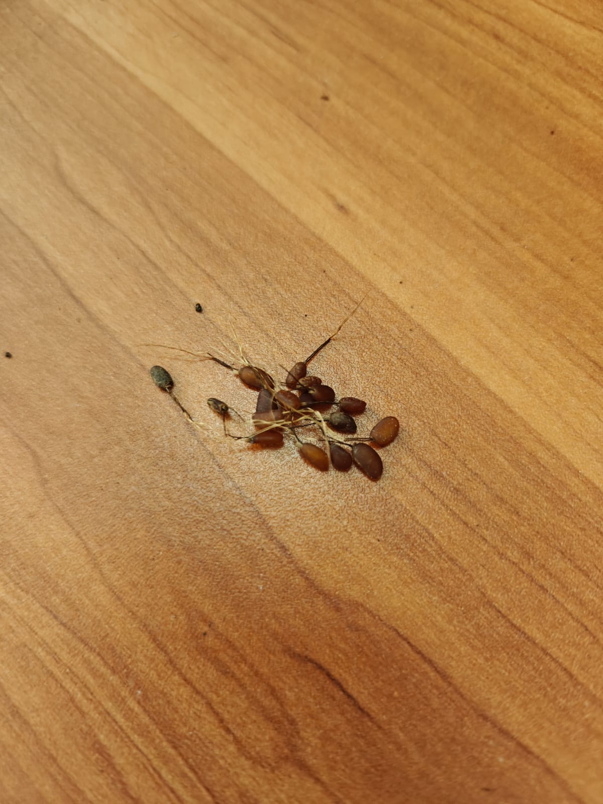 RAREST ABHIMANTRIT KUNJA MOHINI JADI (Male - Female Pair )