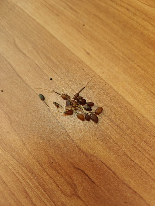 RAREST ABHIMANTRIT KUNJA MOHINI JADI (Male - Female Pair )