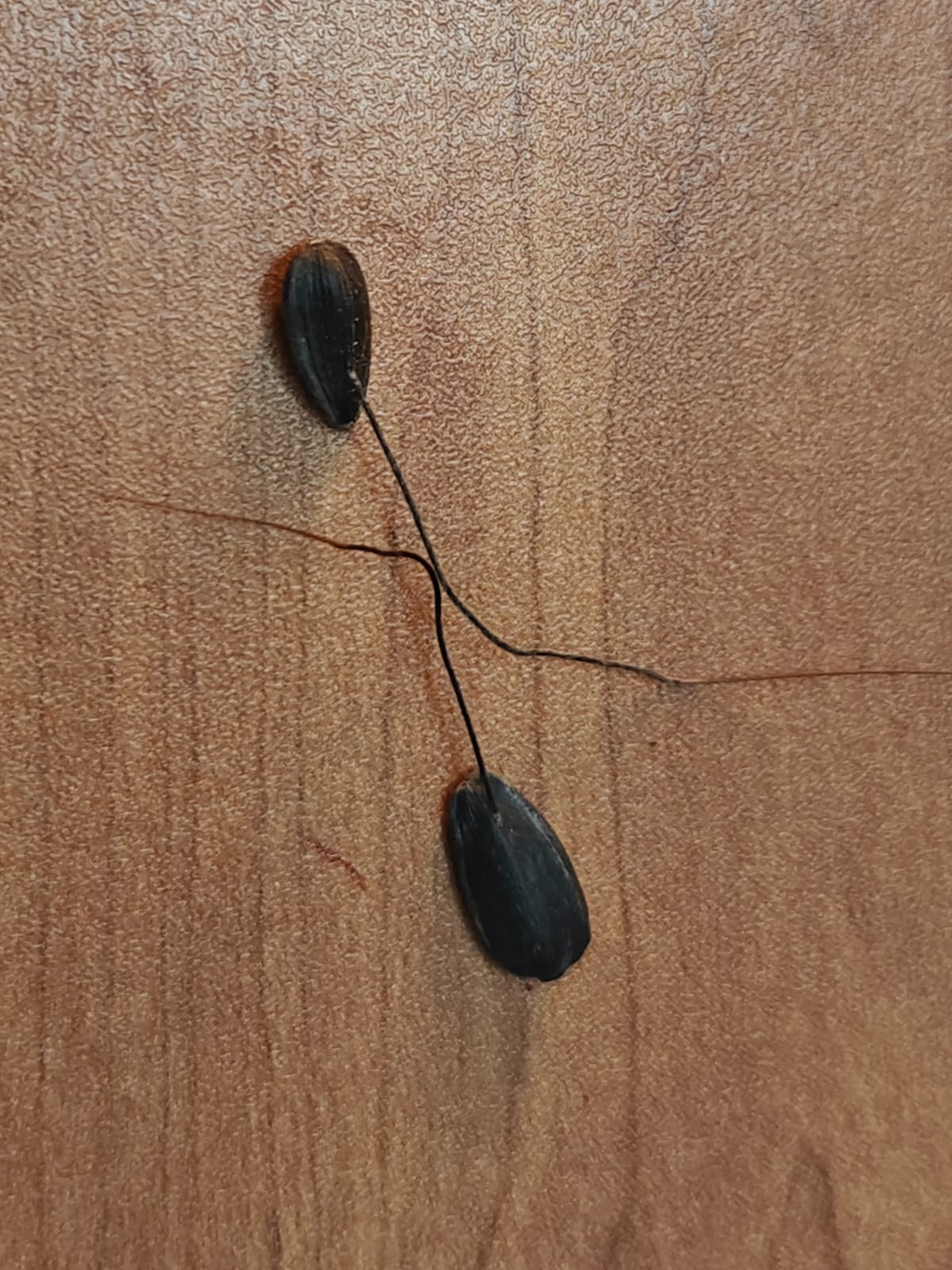 Most powerful Jika maha mohini / shona muni  jadi Pair male Female