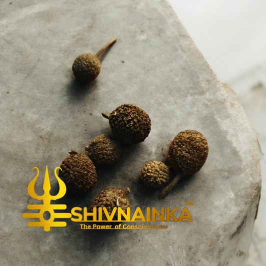 Yung yung ( Herb for Reconciliation)