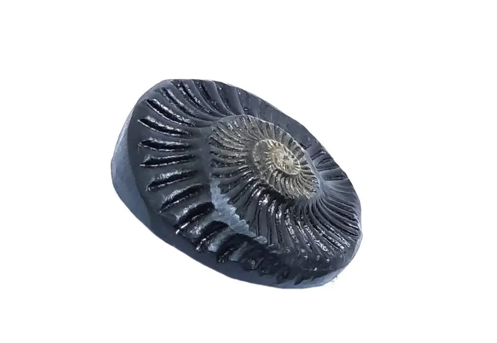 Original Sidhha Sudarshan Shaligram