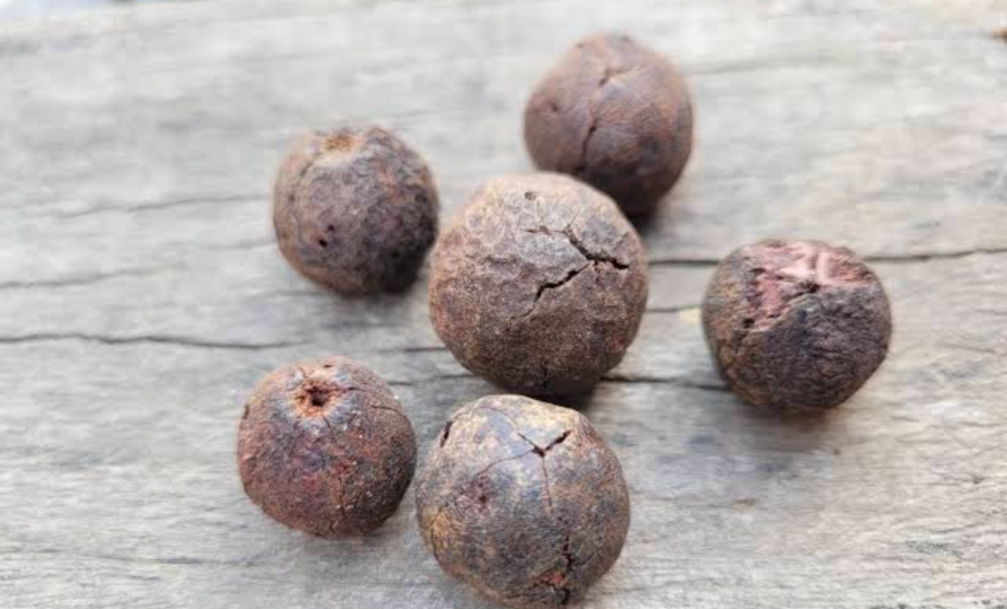 100% Raw and Original Rudraksha Beads Fruit from Nepal pack of 11