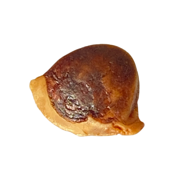 SIDDHA ORIGINAL MACHA MANI