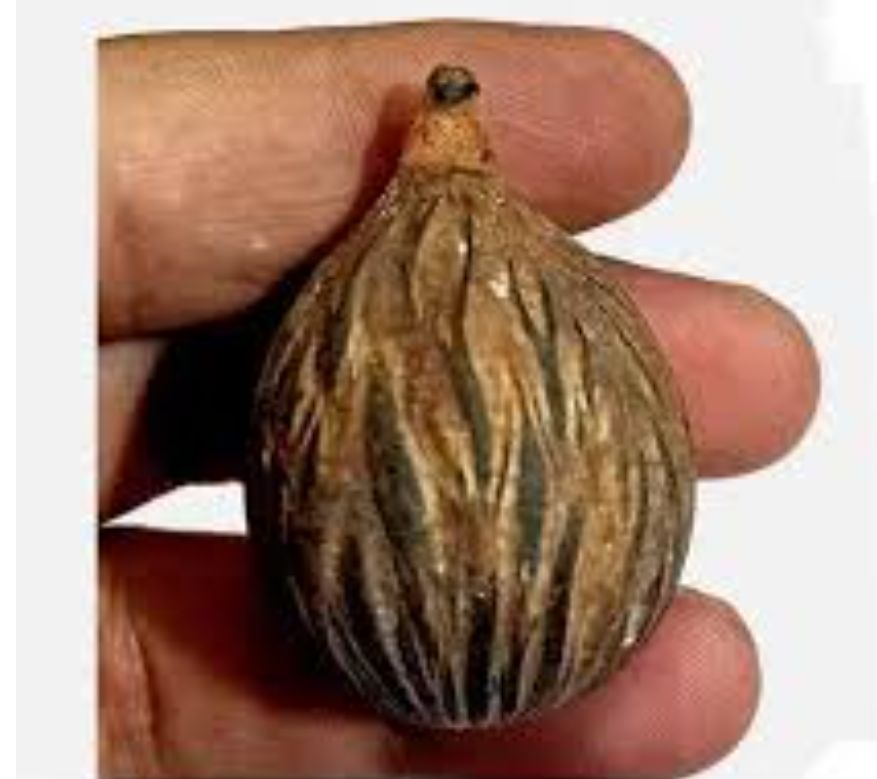 Shivnainka Siddha Vishnu Nariyal / Badri Nariyal  Icchapurti Nariyal