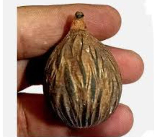 Shivnainka Siddha Vishnu Nariyal / Badri Nariyal  Icchapurti Nariyal