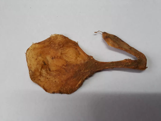 Original Siddha Cat's Umbilical Cord / Billi ki Nall / Billi ki Jer